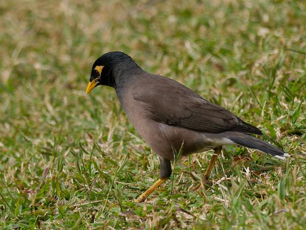 <h3><a href="/trips/safari/biota/animalia/chordata/aves/040 passeriformes/105 sturnidae/acridotheres tristis/acridotheres tristis-en.html">Acridotheres&nbsp;tristis</a> / Common&nbsp;myna / Treurmaina</h3>OM-1 Mark II with OLYMPUS M.300mm F4.0, 1/2000 sec at F4.0, ISO 640